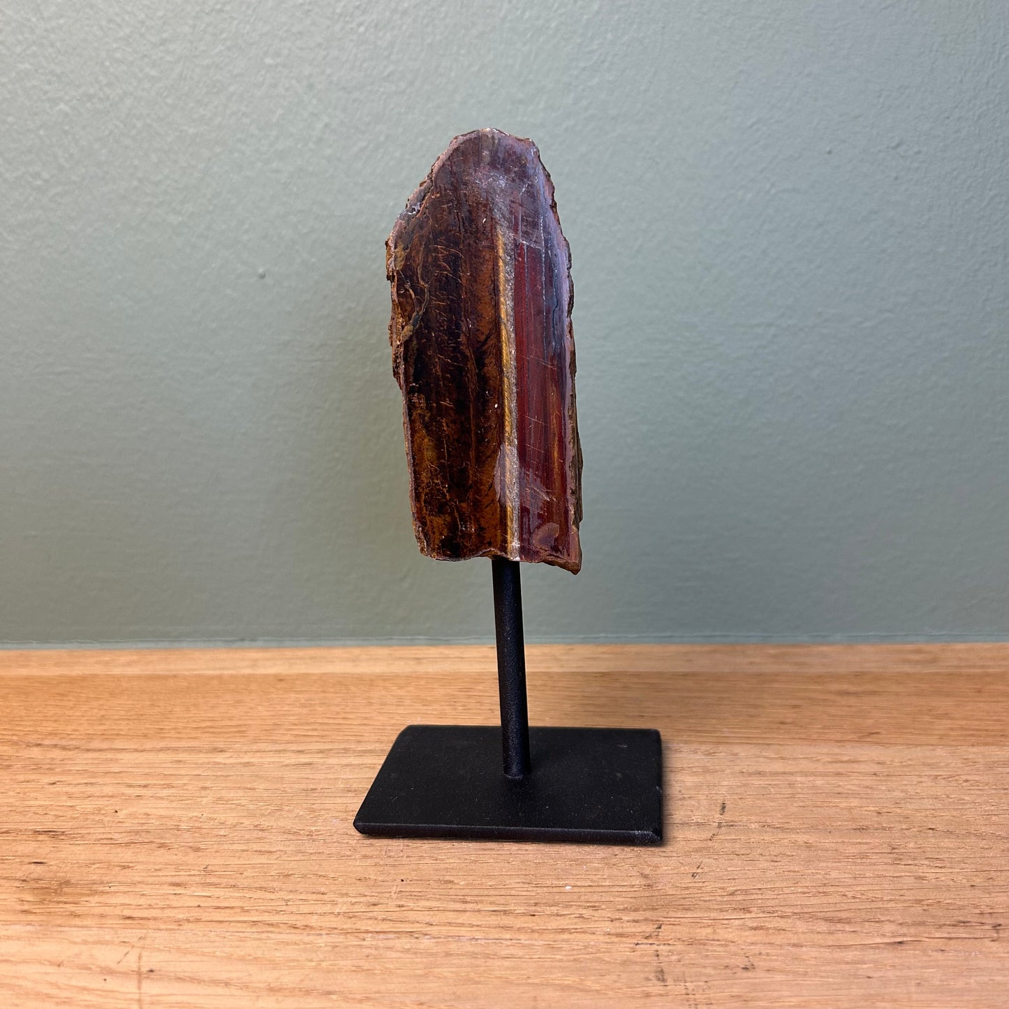 Tijgeroog op Standaard 03