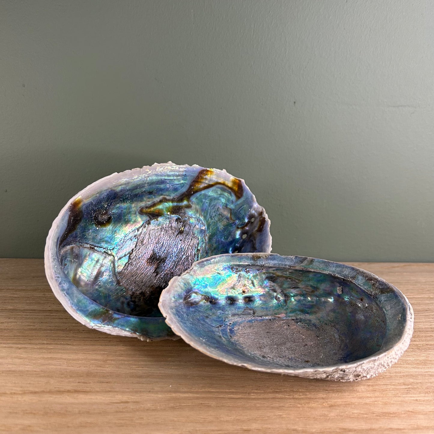 Abalone Schelp