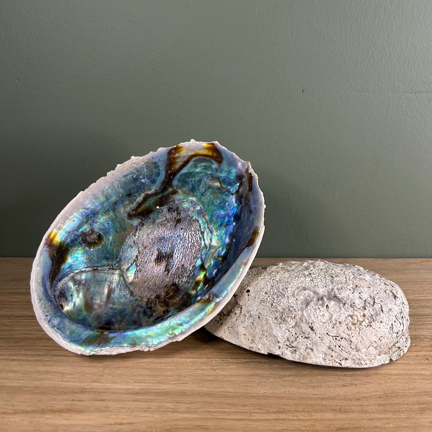 Abalone Schelp