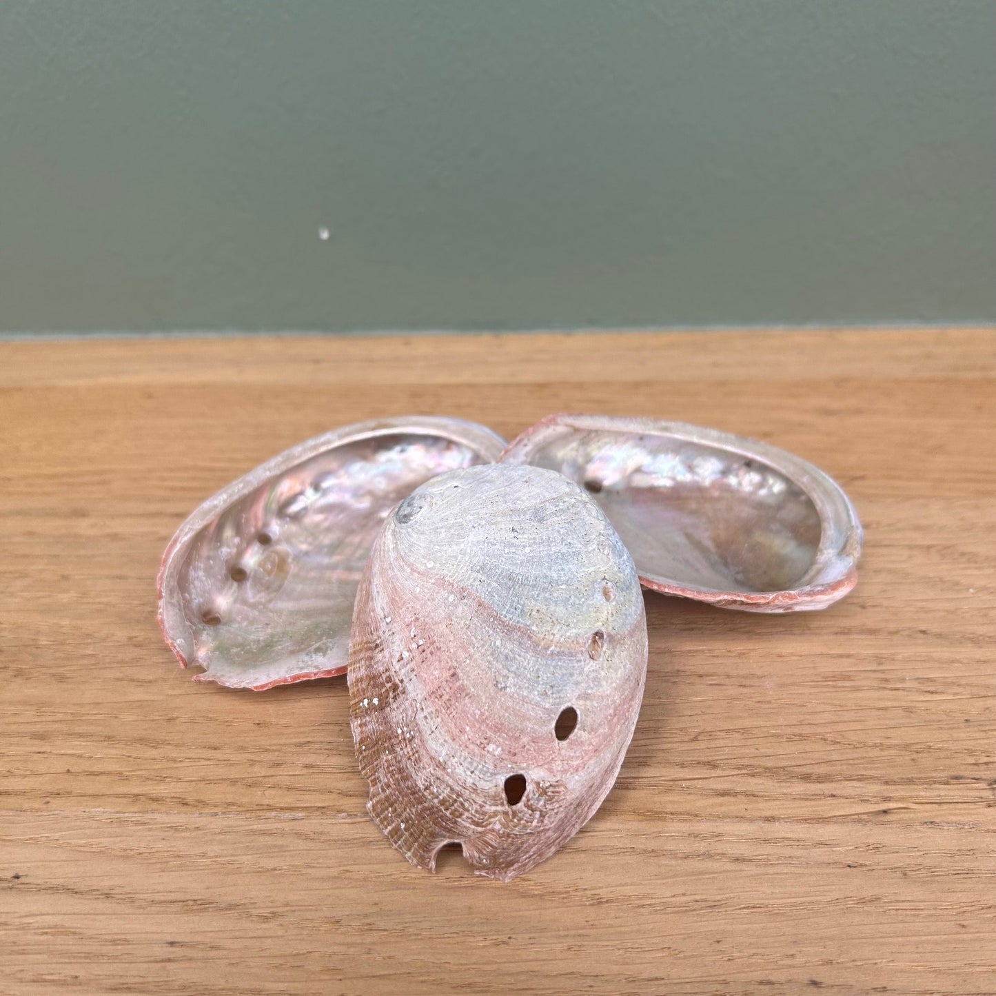 Abalone Schelp Klein