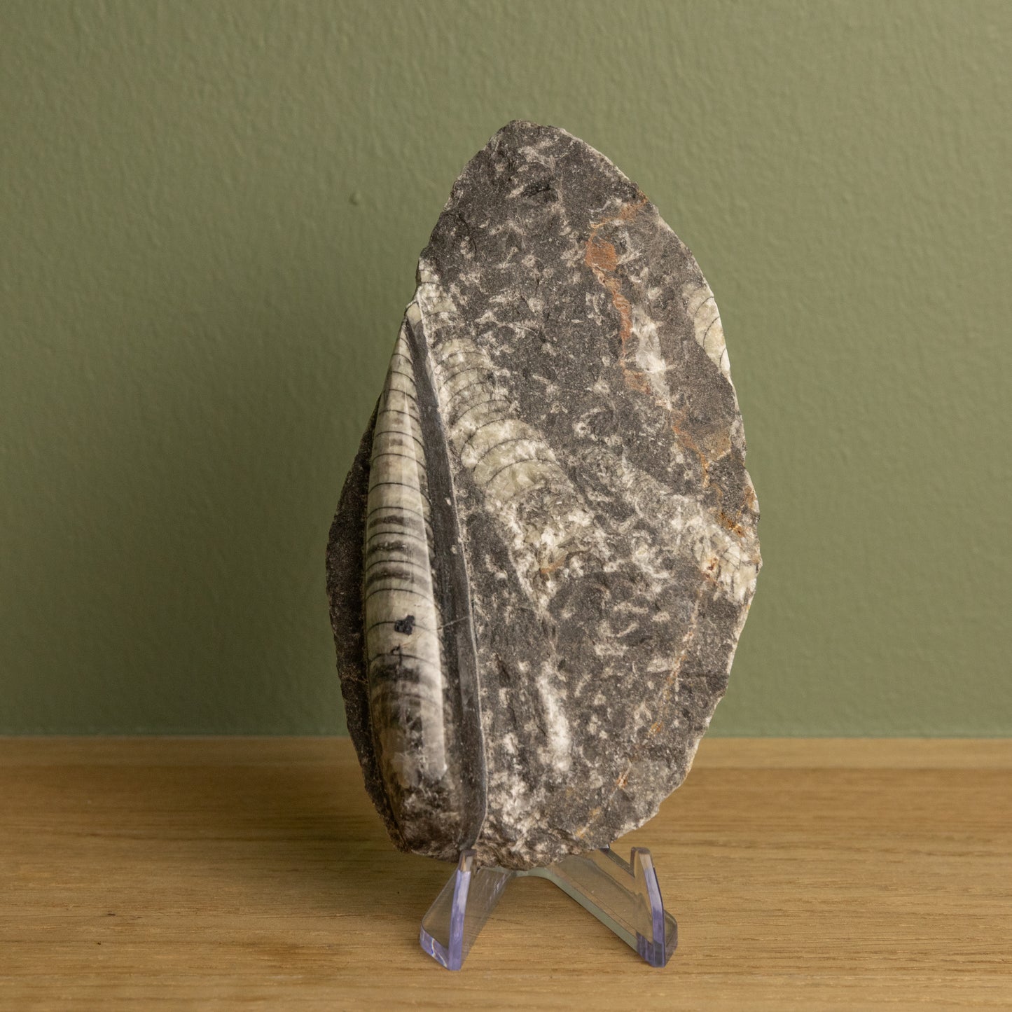 Orthoceras 01
