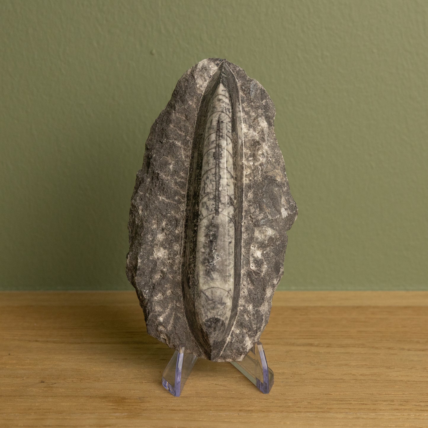 Orthoceras 02