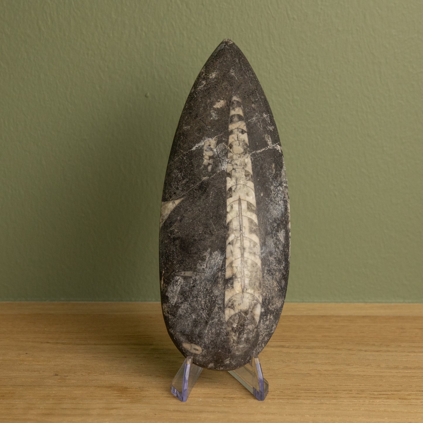 Orthoceras 03