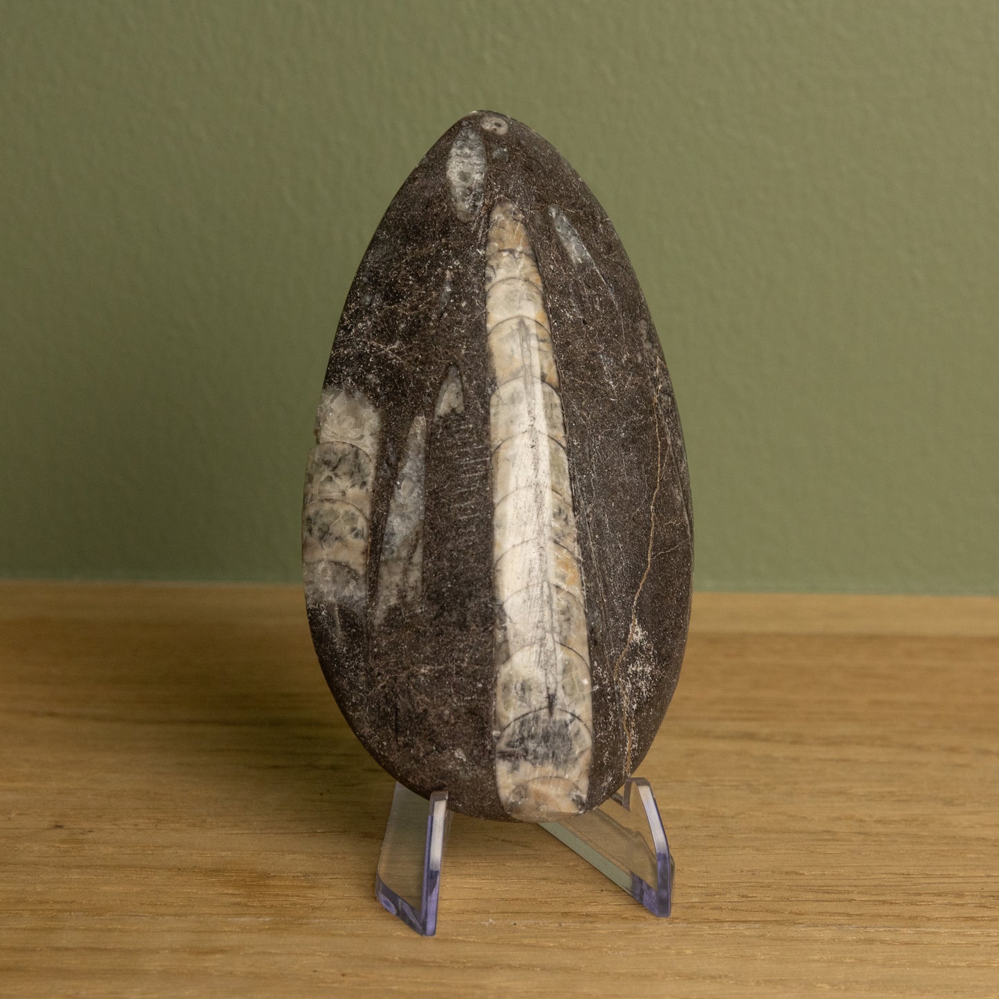Orthoceras 05