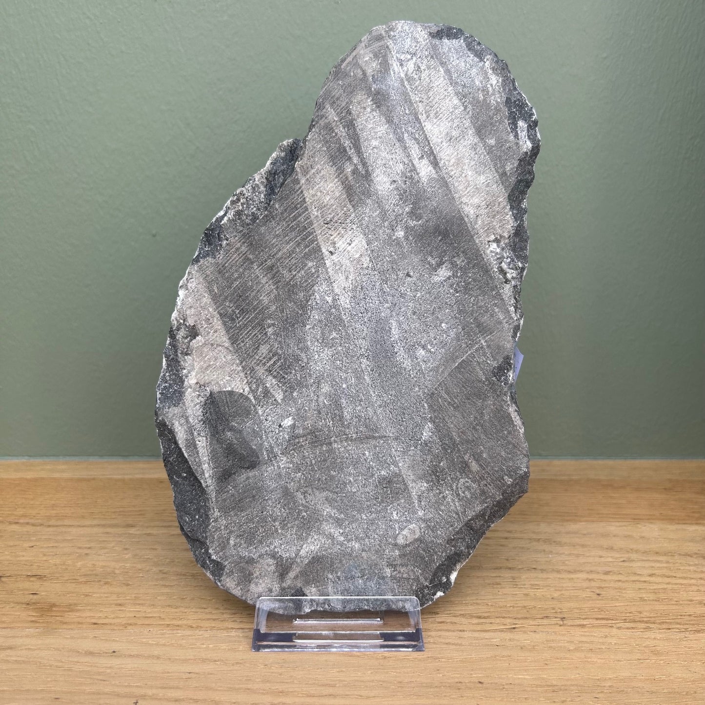 Orthoceras 01