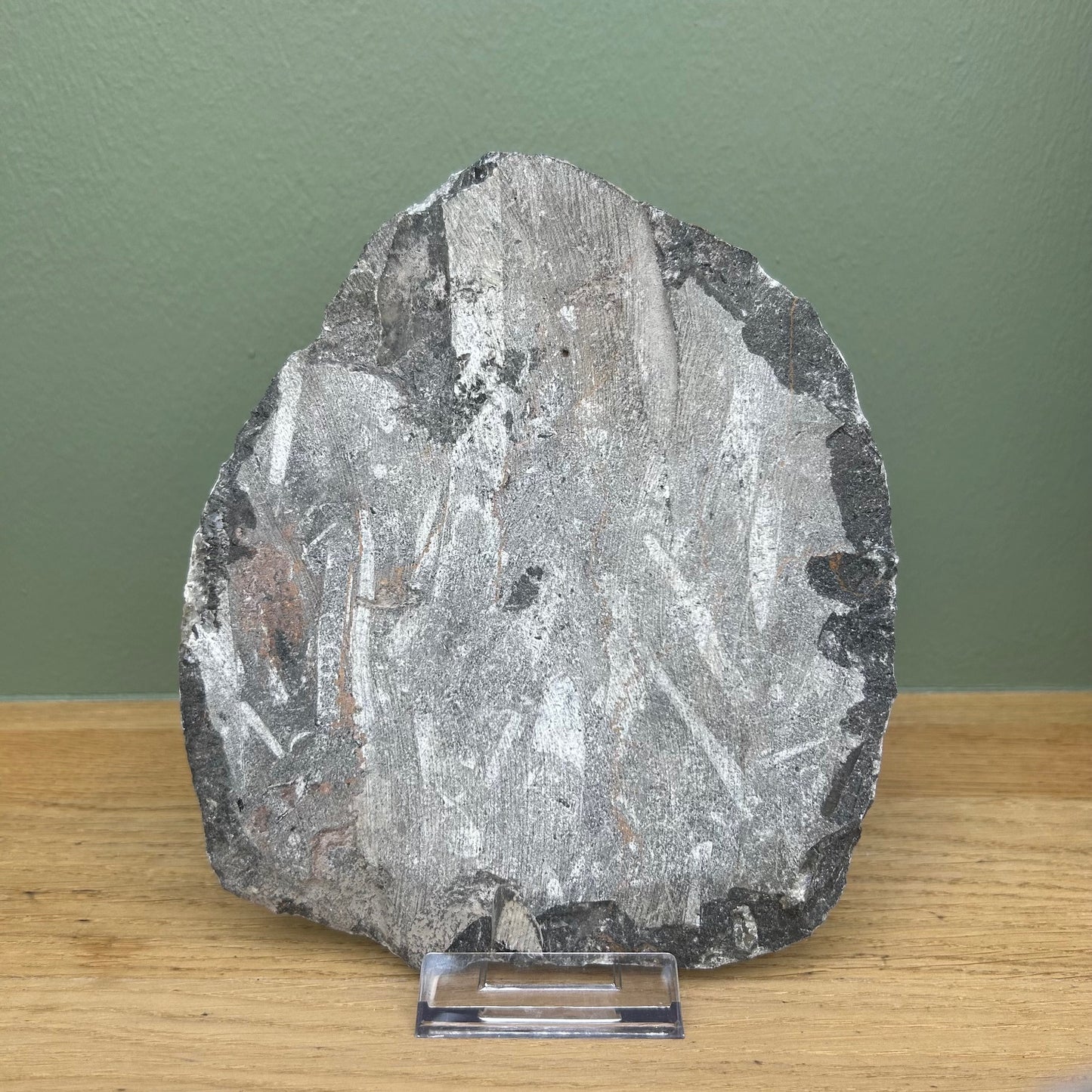 Orthoceras 02