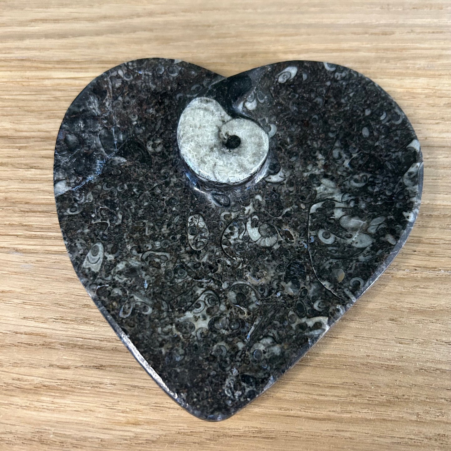 Orthoceras Schaaltje Hart
