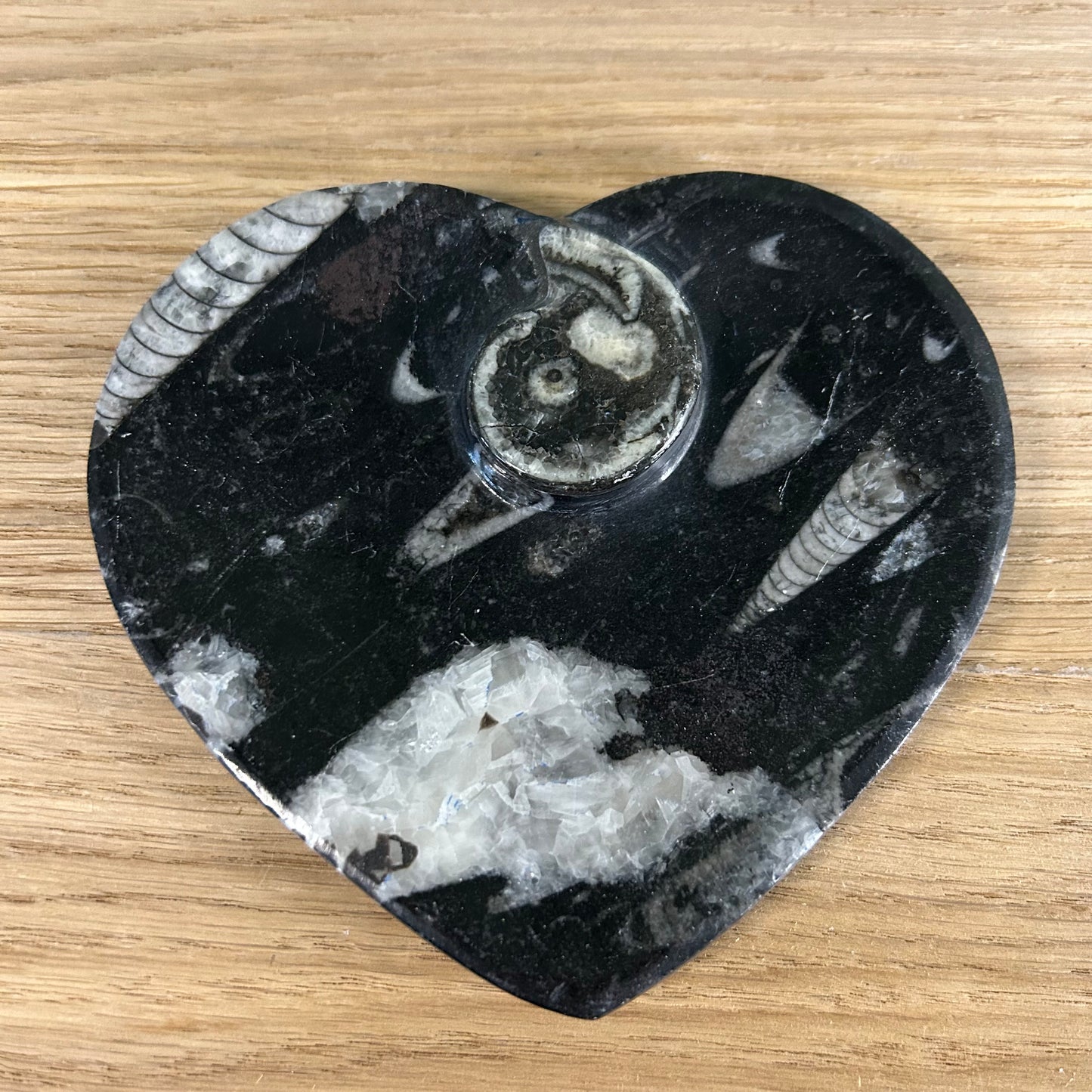Orthoceras Schaaltje Hart