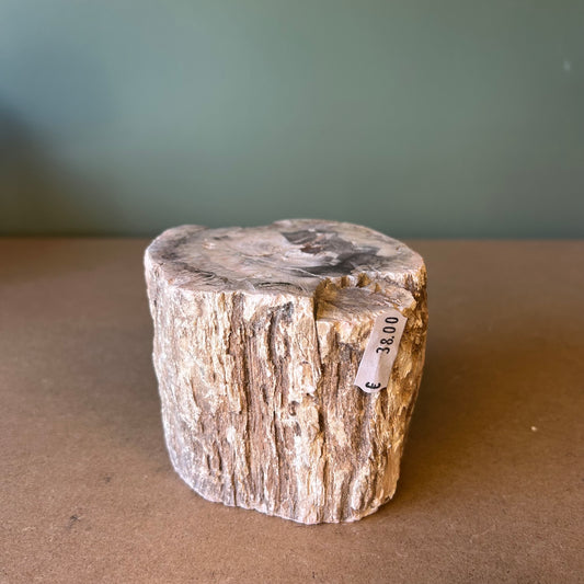 Versteend Hout 02
