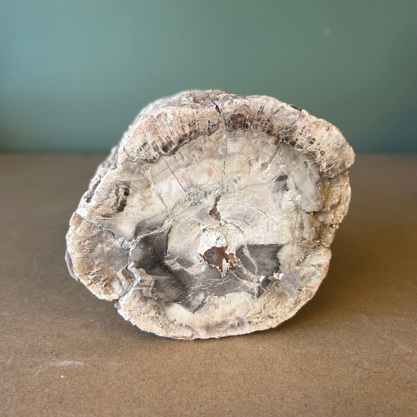 Versteend Hout 02