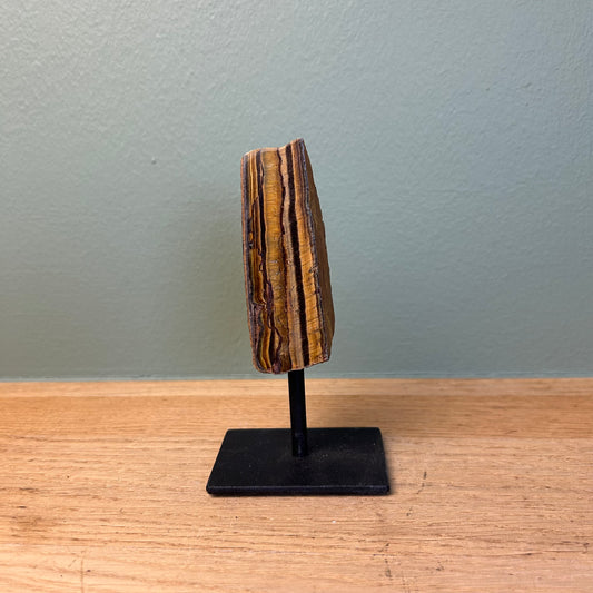 Tijgeroog op Standaard 05