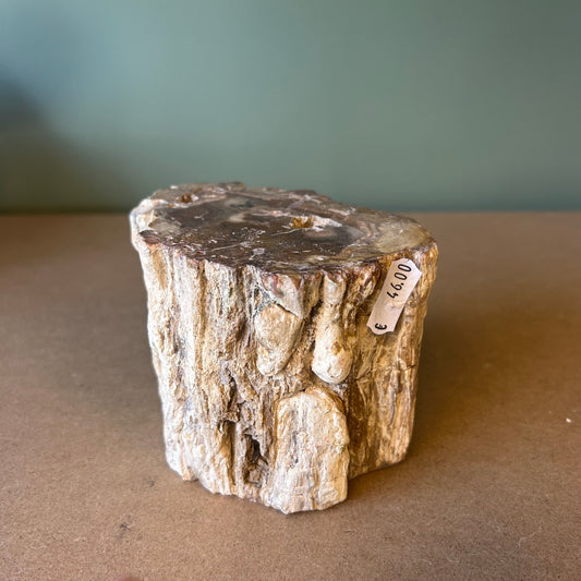 Versteend Hout 01
