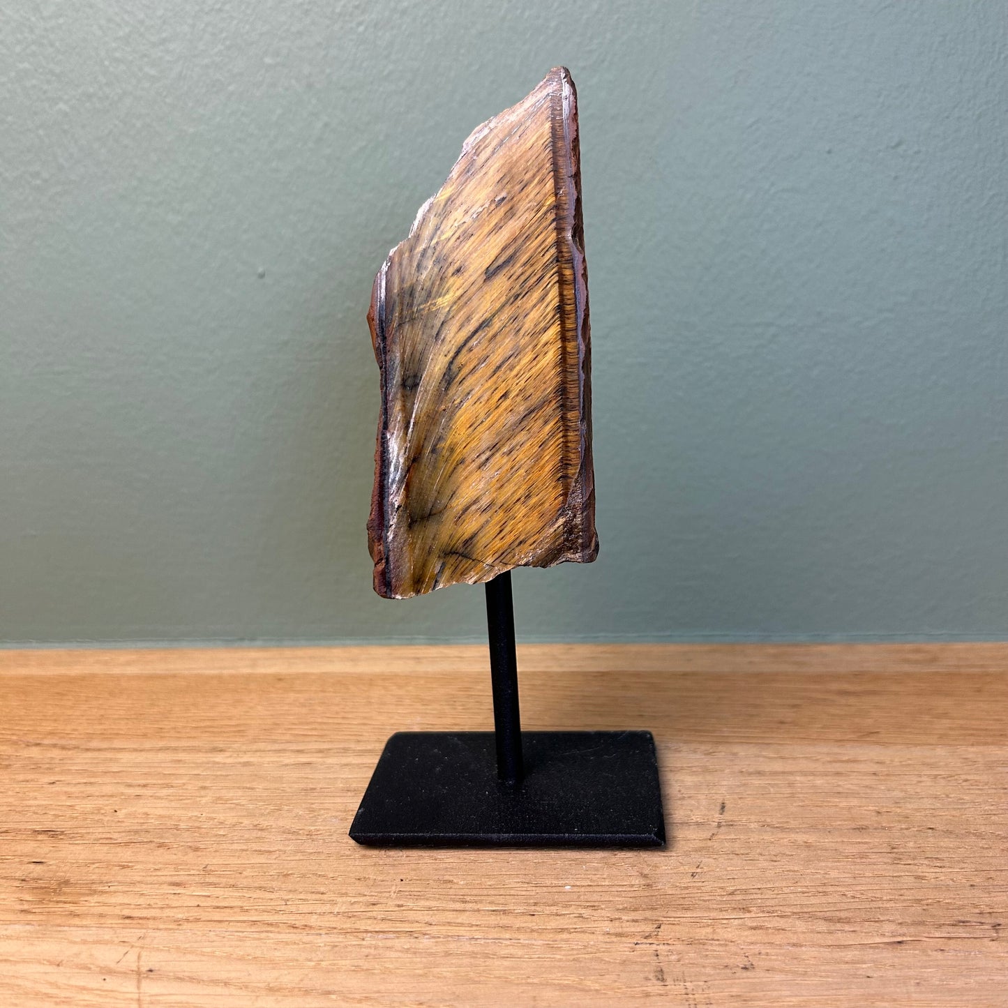 Tijgeroog op Standaard 02