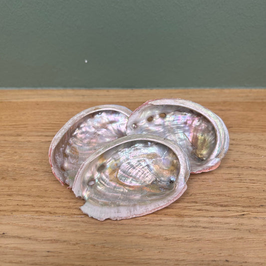 Abalone Schelp Klein