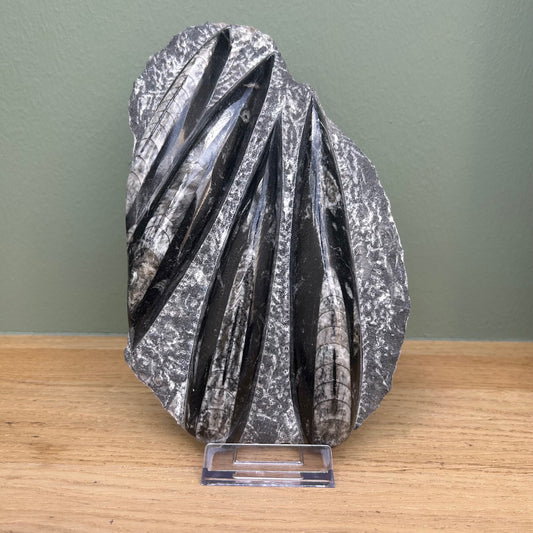 Orthoceras 01