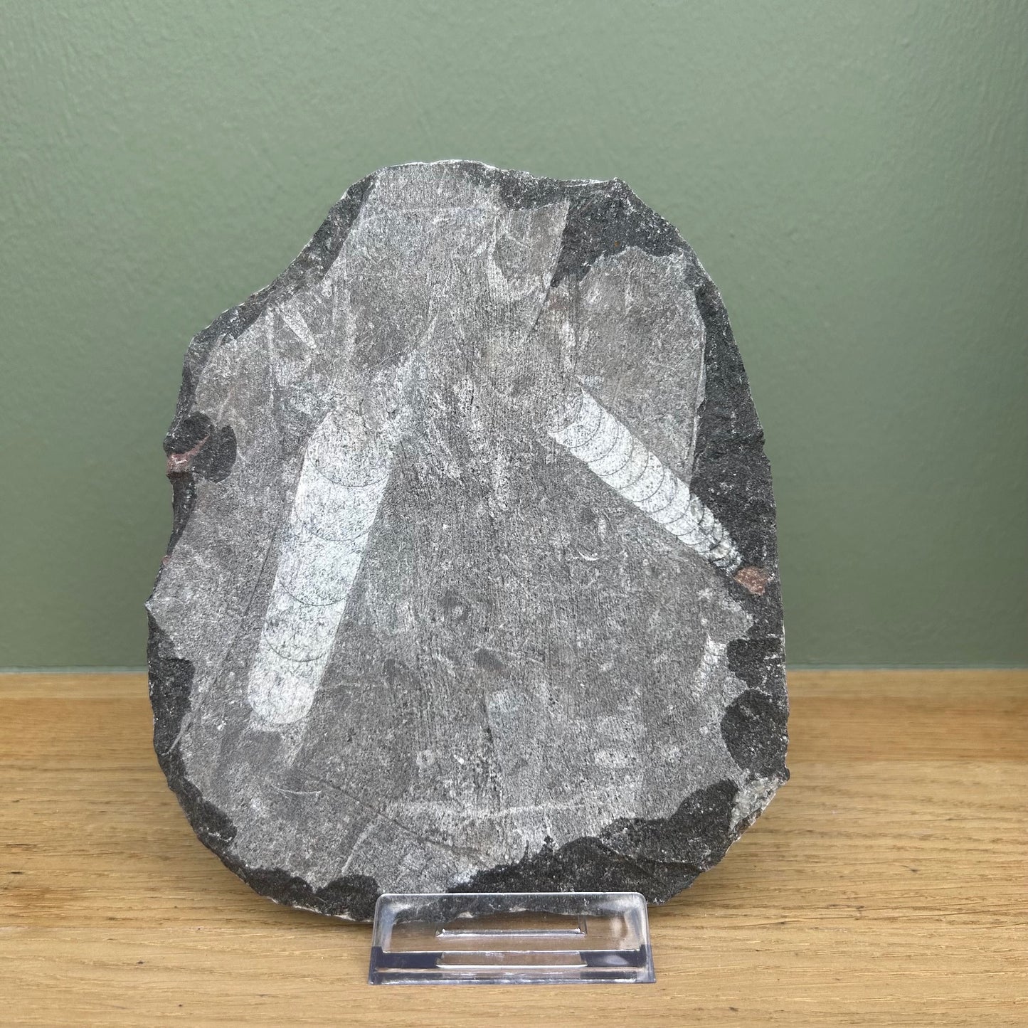 Orthoceras 03