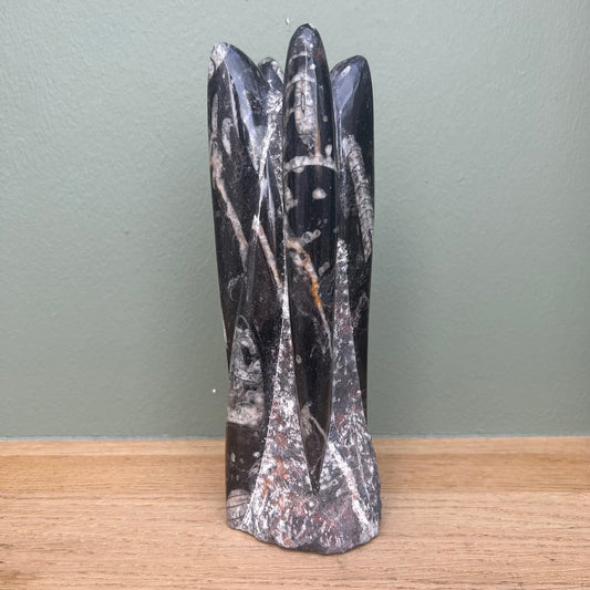 Orthoceras 04