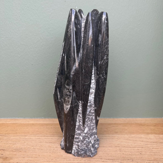 Orthoceras 05