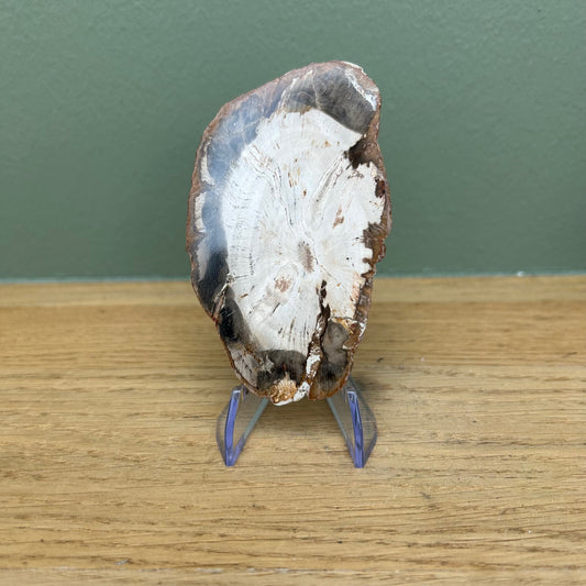 Versteend Hout 01