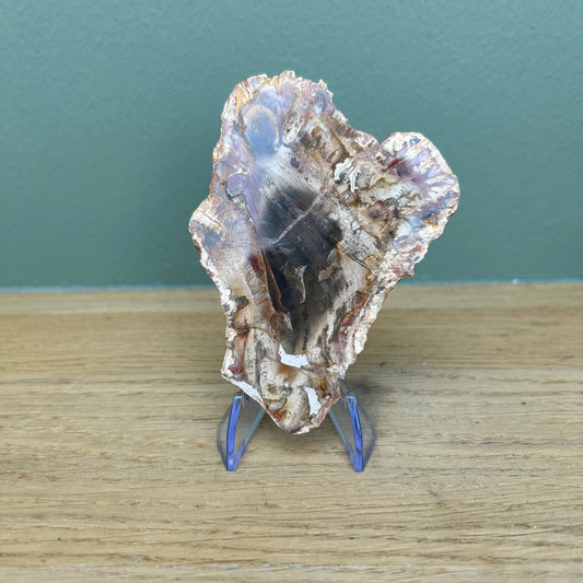 Versteend Hout 03