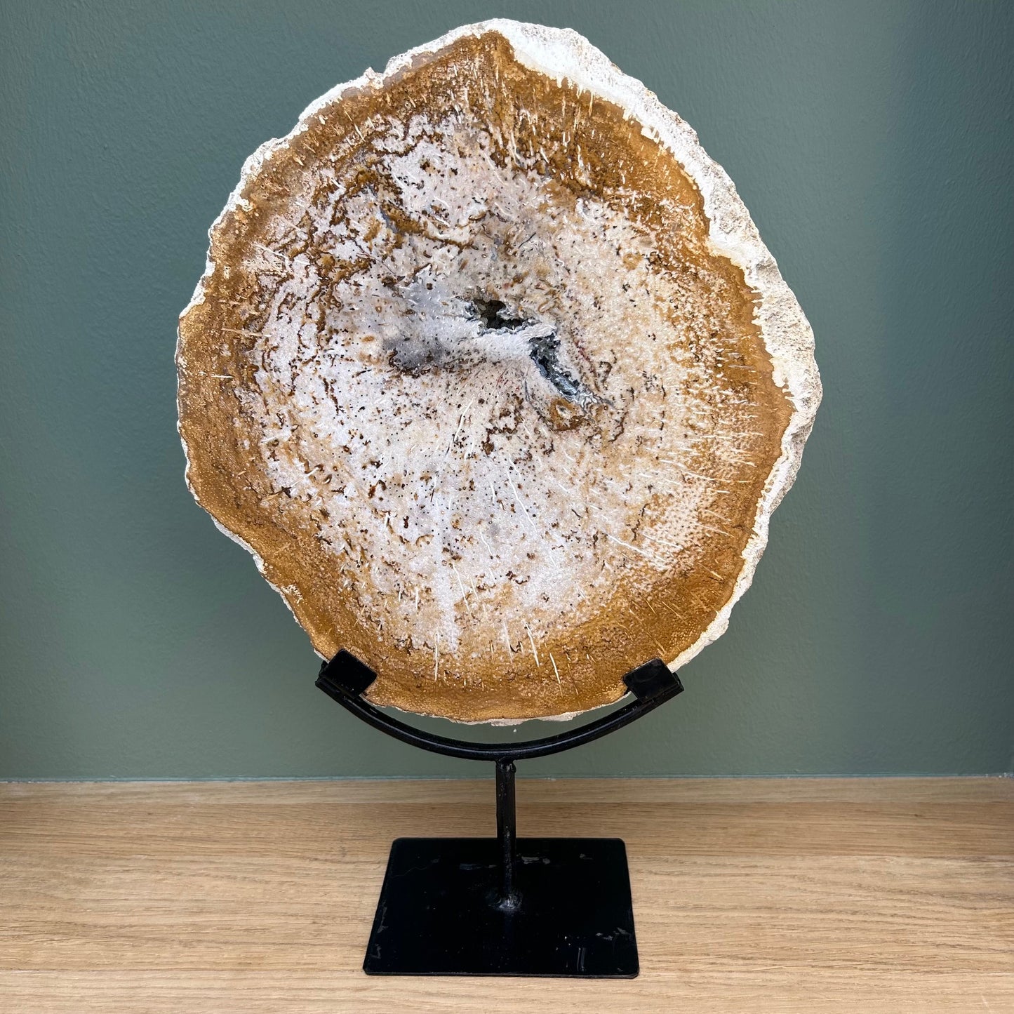 Versteend Hout op Standaard 01
