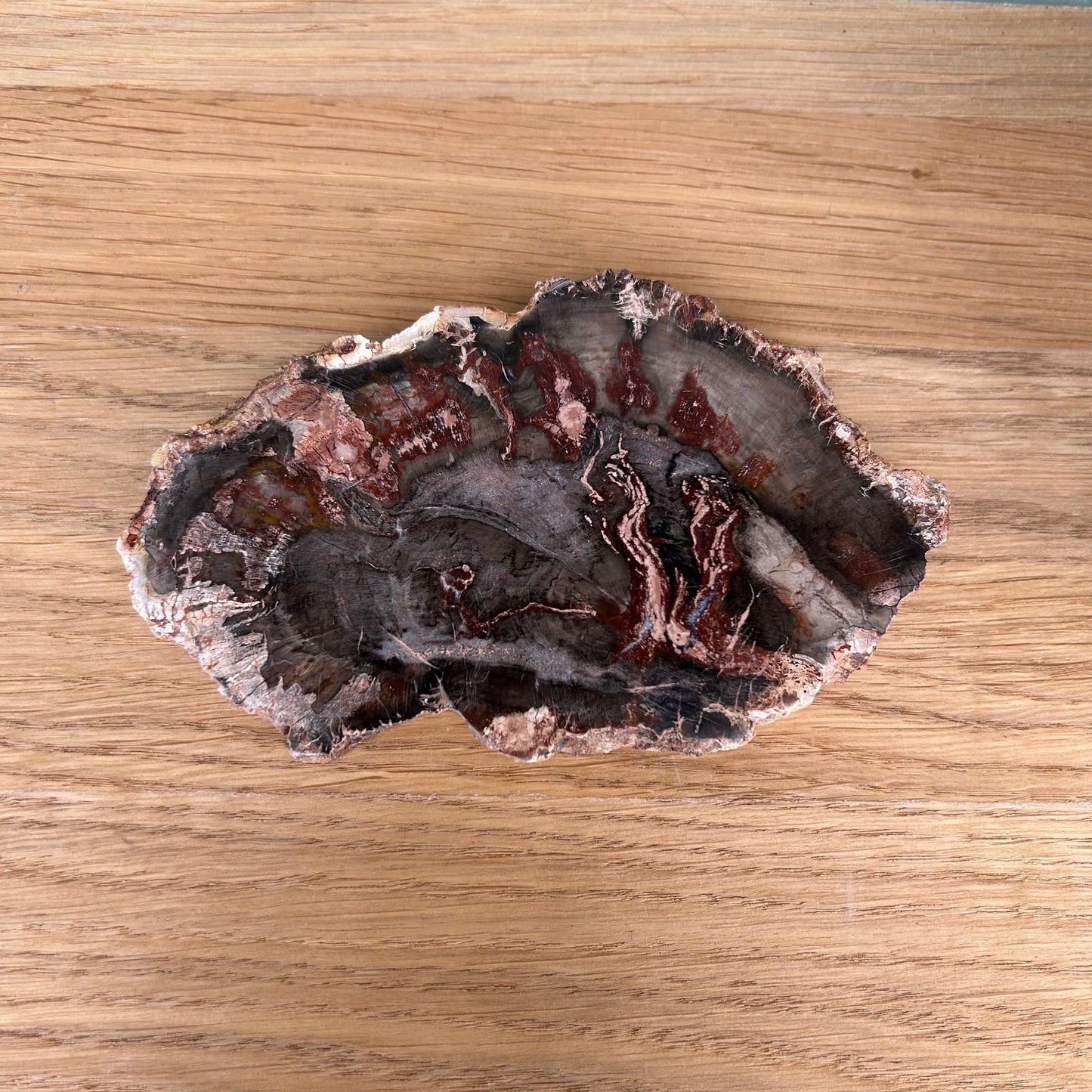 Versteend Hout Slab 01